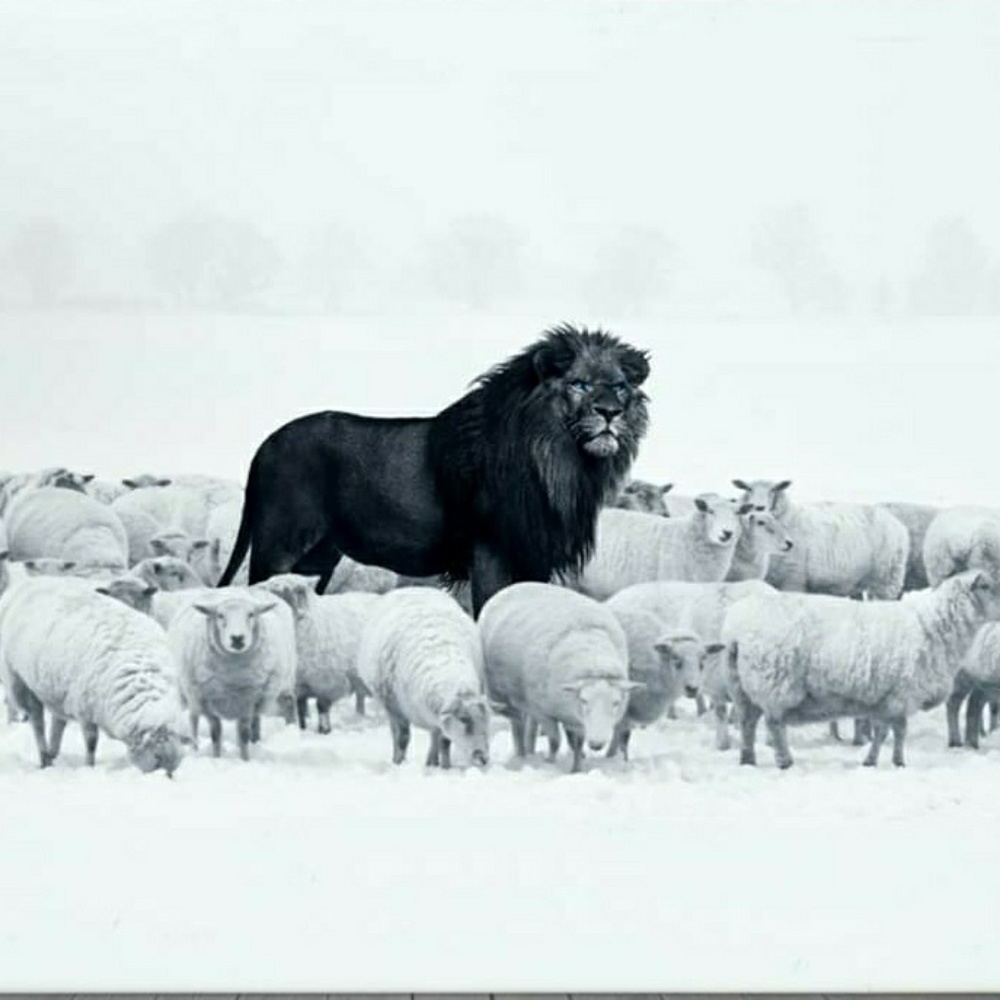 Meet your Posher, Ira